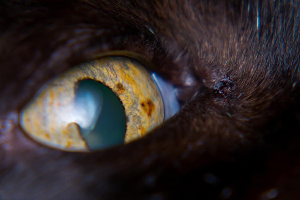 iris melanomlu yetişkin kedi