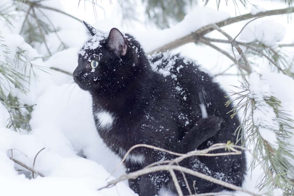 karlı havada duran siyah kedi