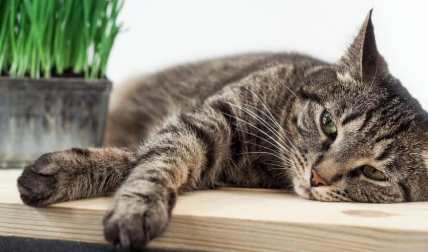 Kedilerde karın ağrısı: Kedilerin karnı neden ağrır?