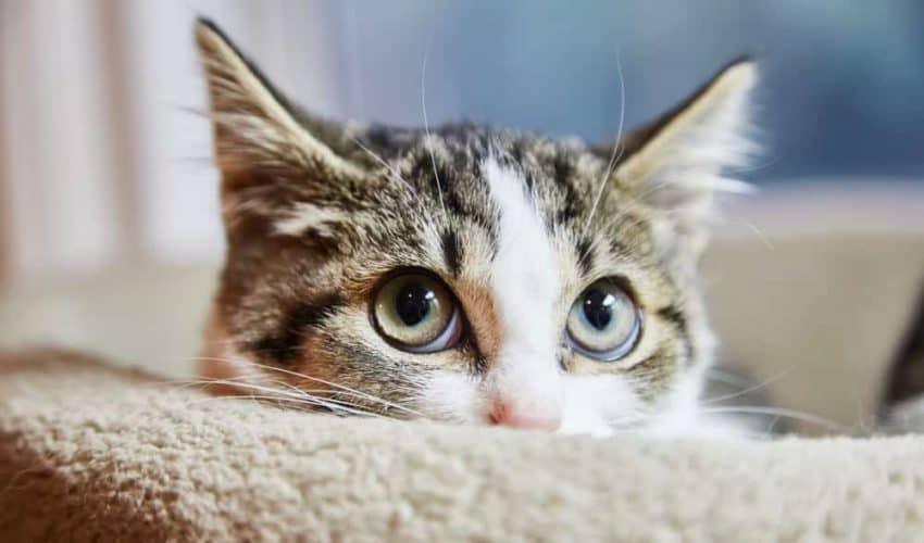 Kedilerde körlüğe neden olabilecek göz hastalıkları hangileridir?