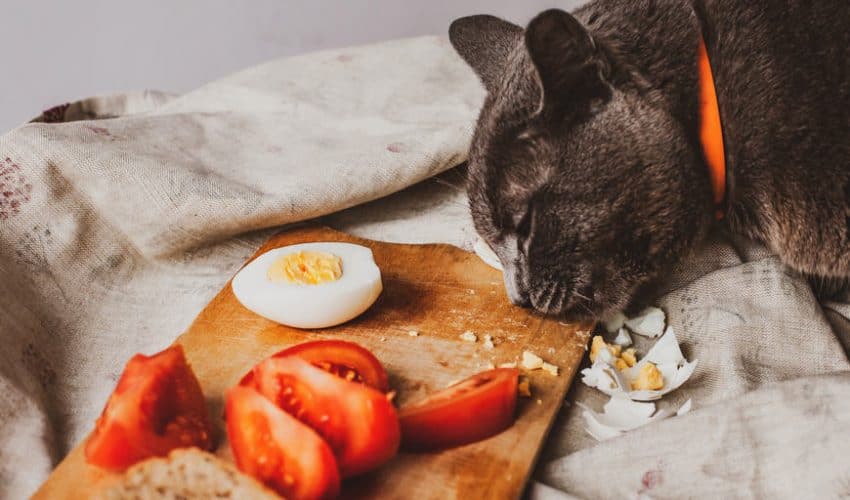 Kediler yumurta yer mi?