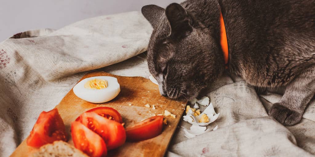 kediler yumurta yer mi yumurtanin faydalari ve zararlari petibom