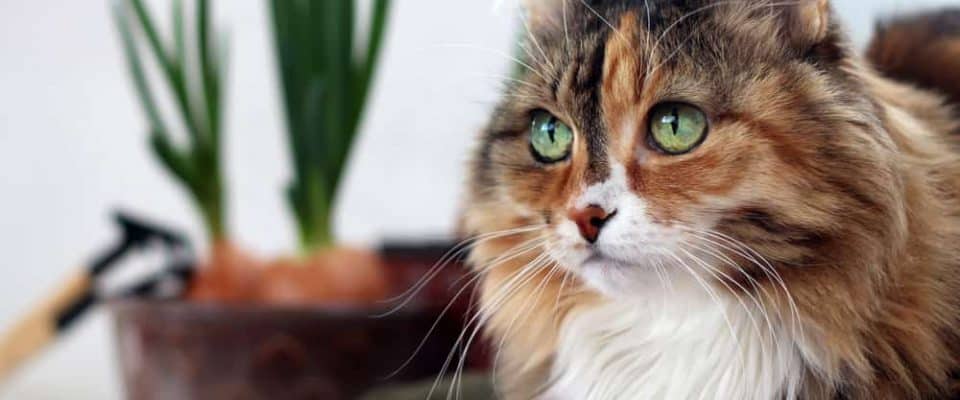 Bir kedinin gözlerini anlamak: Kediler gözleri ile bize ne anlatır?