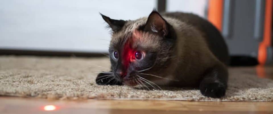 Kediler lazer ışığını neden takip eder?