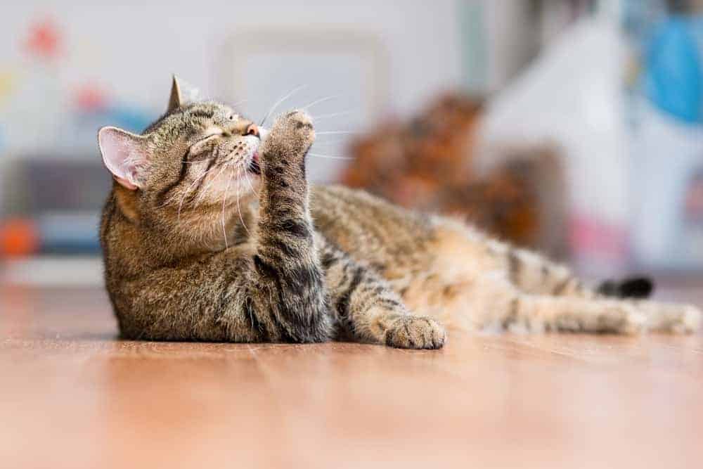 Kediler Neden Surekli Kendilerini Yalar Petibom
