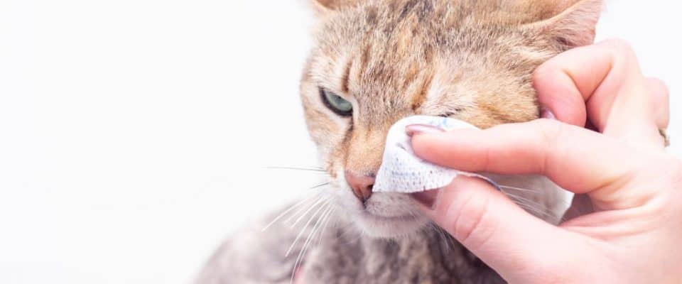 Kedilerde göz temizliği: Kedilerin gözleri nasıl temizlenir?