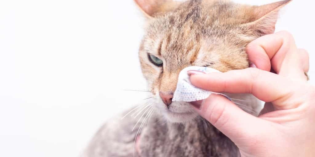 Kedilerde Göz Temizliği Kedilerin Gözleri Nasıl Temizlenir? Petibom
