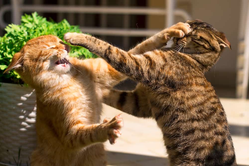 Kedilerde Saldırganlık ve Önleme