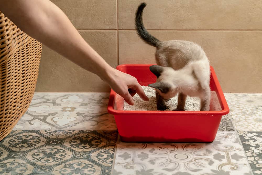 Kedilerde Tuvalet Kabı Alışkanlığı