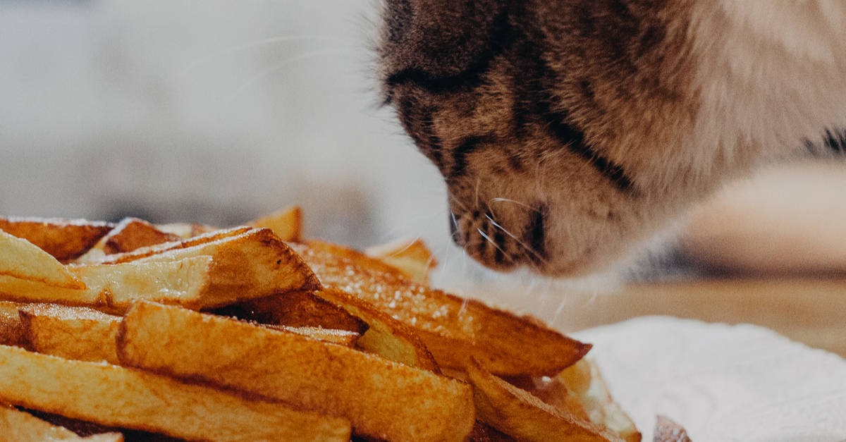 Kızarmış patates yiyen kedi