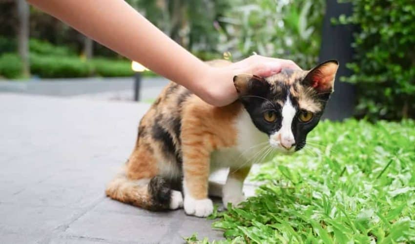 Korkak kediler nasıl kendine güvenecek şekilde eğitilir?
