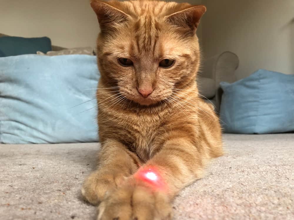 Lazer Işığını Takip Eden Kedi