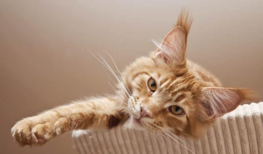 Kedilerde kalça displazisi: Nedenleri ve belirtileri