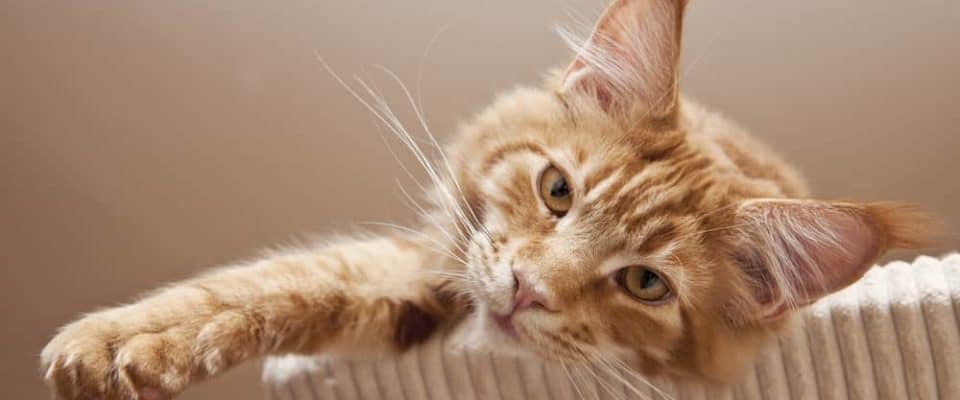 Kedilerde kalça displazisi: Nedenleri ve belirtileri