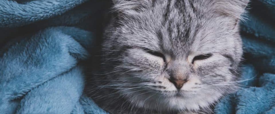 Kedilerde soğuk algınlığı: Grip & Nezle Belirtileri ve tedavi yöntemleri