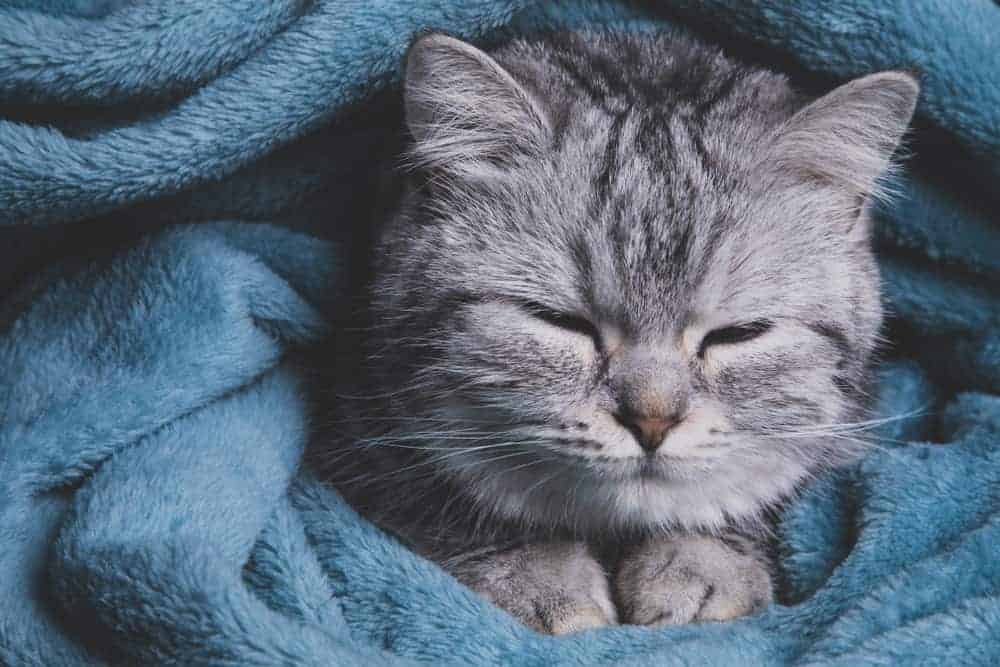 mavi battaniyeli kedi