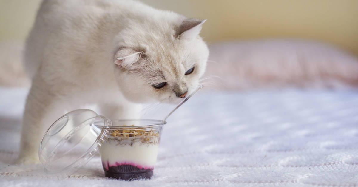Meyveli yoğurt yiyen kedi
