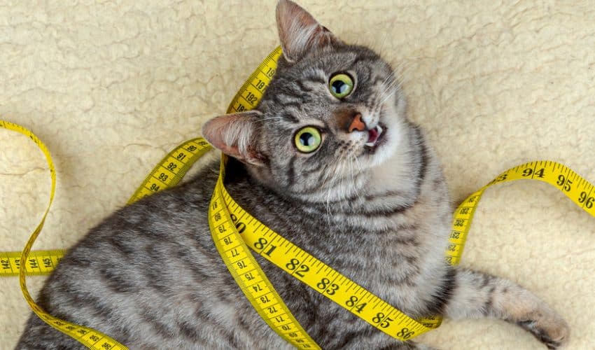 Kedinizi sağlıklı kiloda nasıl tutarsınız?