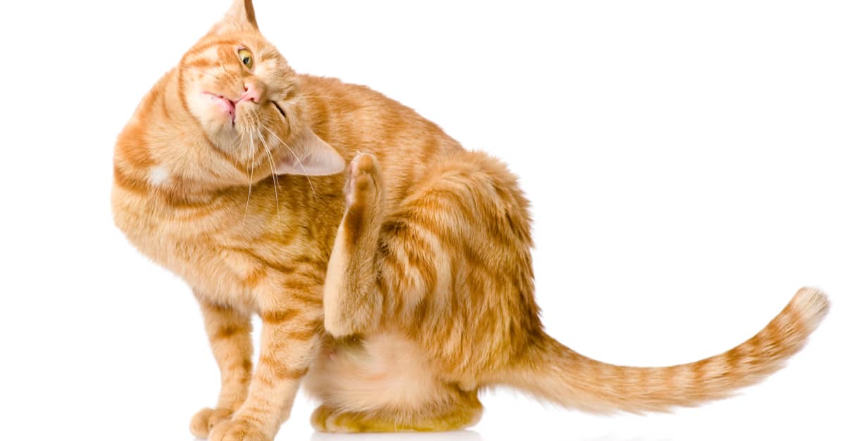 kediler neden titrer kedilerde titreme nedenleri petibom