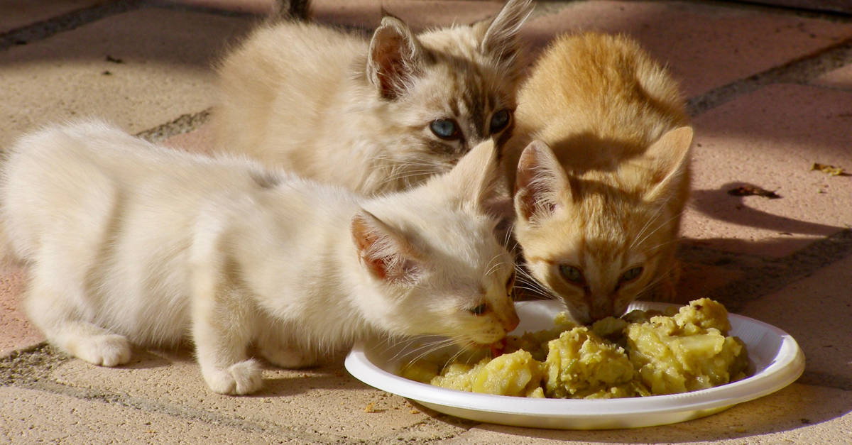 Pişmiş patates yiyen kediler