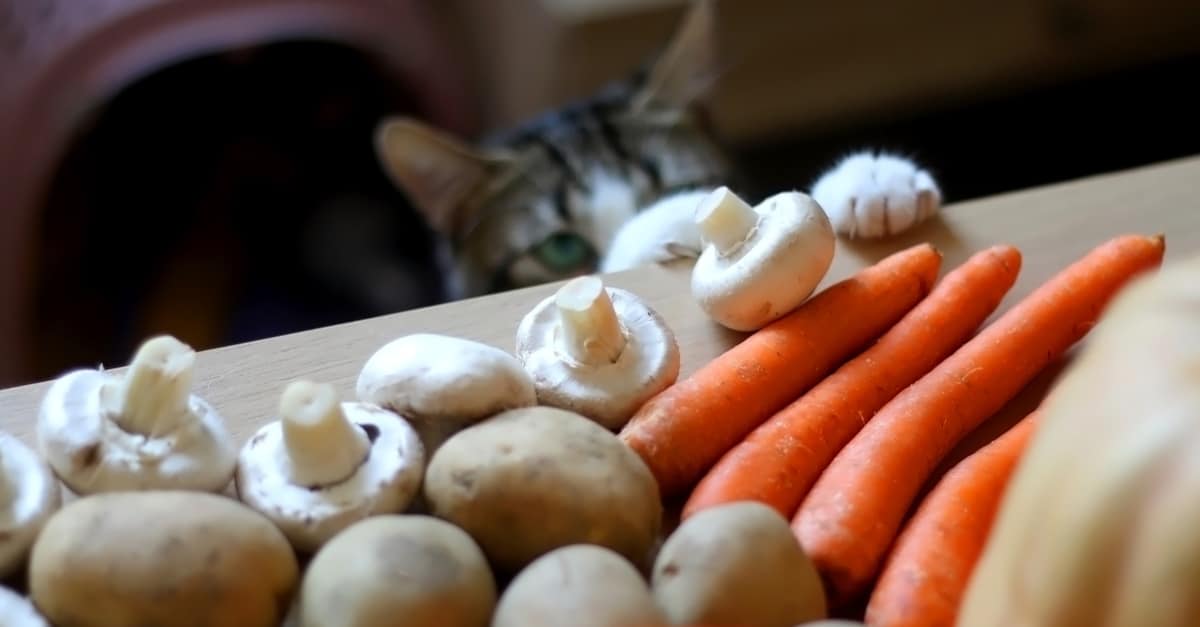 Sebzelere dokunmaya çalışan kedi