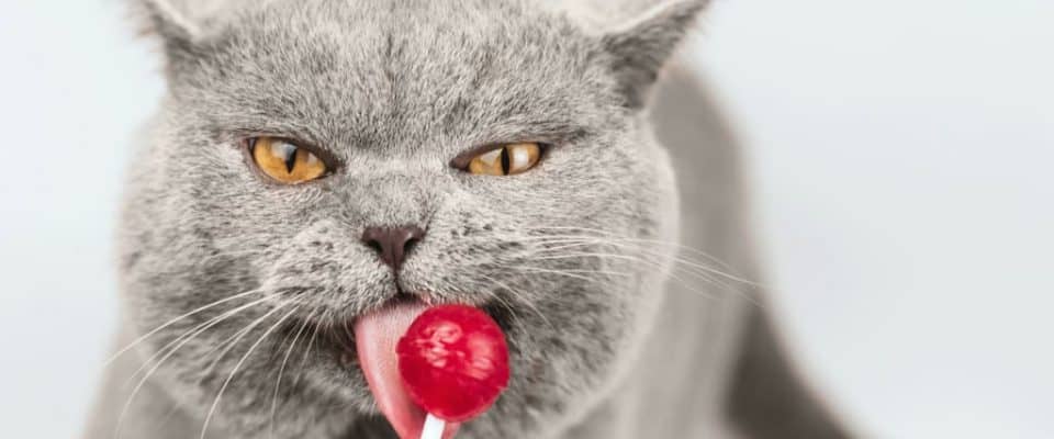 Kediler tatlı yiyebilir mi? Kediler şeker yerse ne olur?