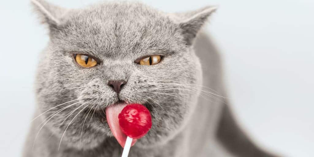Kediler Tatli Yiyebilir Mi Kediler Seker Yerse Ne Olur Petibom