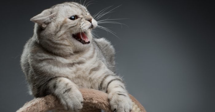 Kedi korkusu nasıl yenilir? Kedi fobisi (Ailurophobia