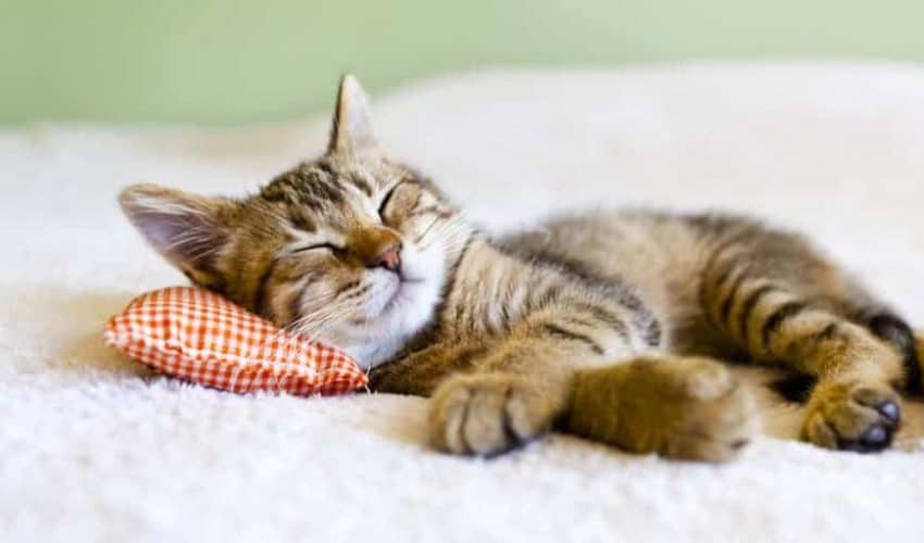 Yavru ve Yetişkin Kediler Neden Sürekli Uyur?