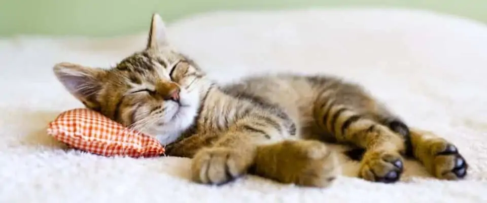 Yavru ve Yetişkin Kediler Neden Sürekli Uyur?