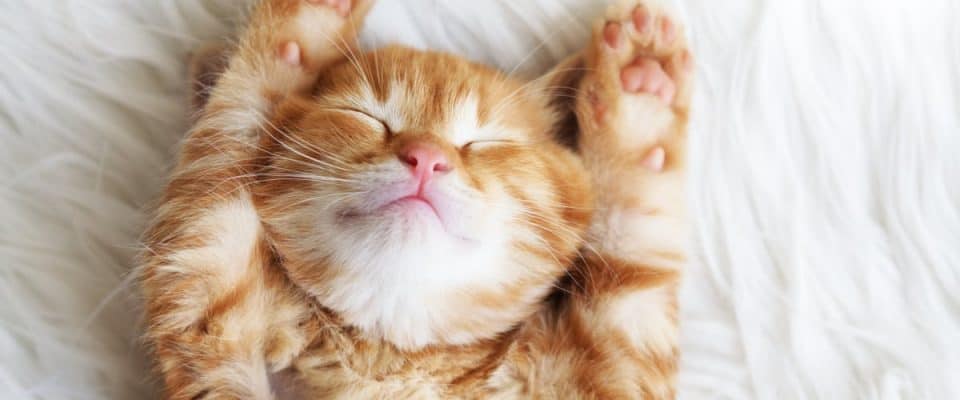 Kedinizle Yan Yana Uyumak Için Tavsiyeler