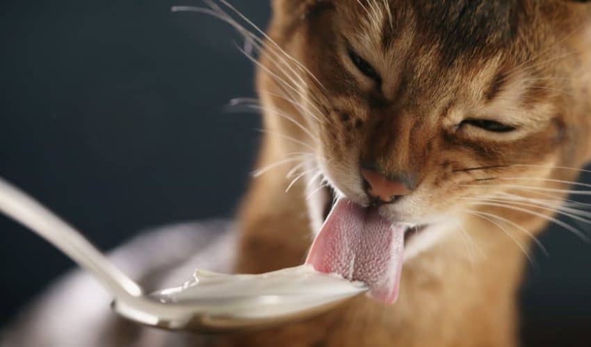Kediler yoğurt yiyebilir mi? Kediler için yoğurdun faydaları!