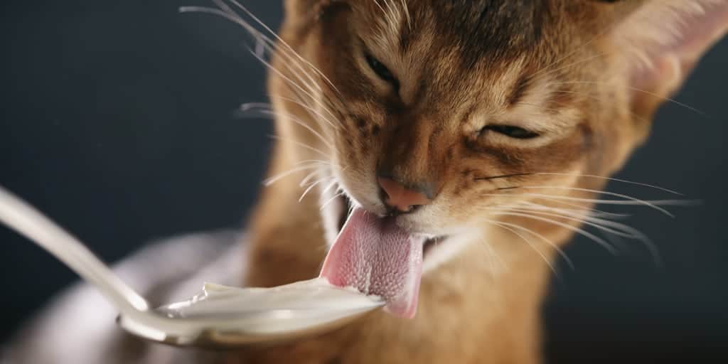 kediler yogurt yiyebilir mi kediler icin yogurdun faydalari petibom