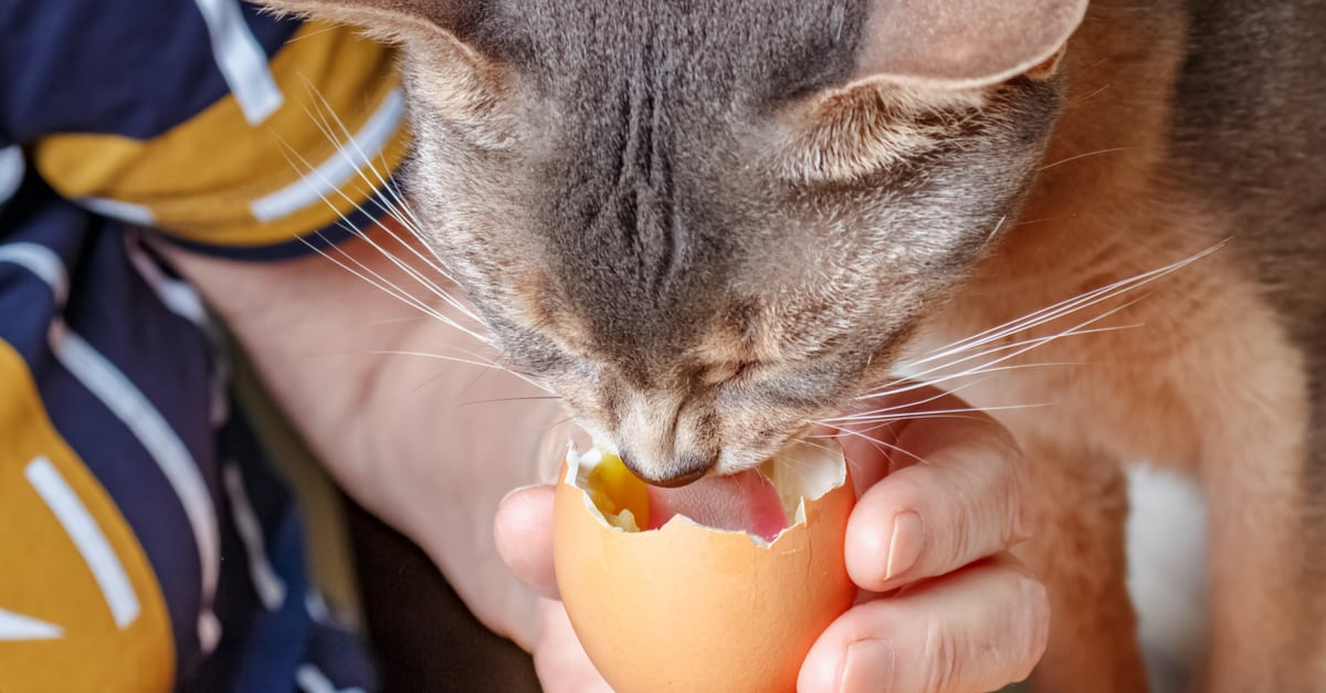 Yumurta yiyen kedi