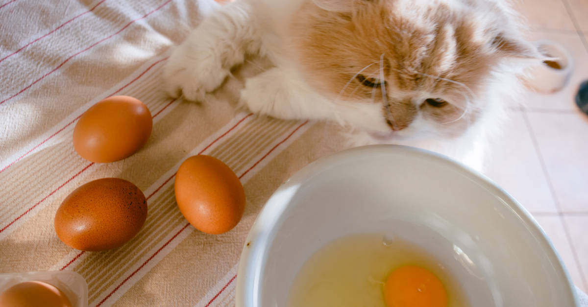 Yumurtaya bakan kedi