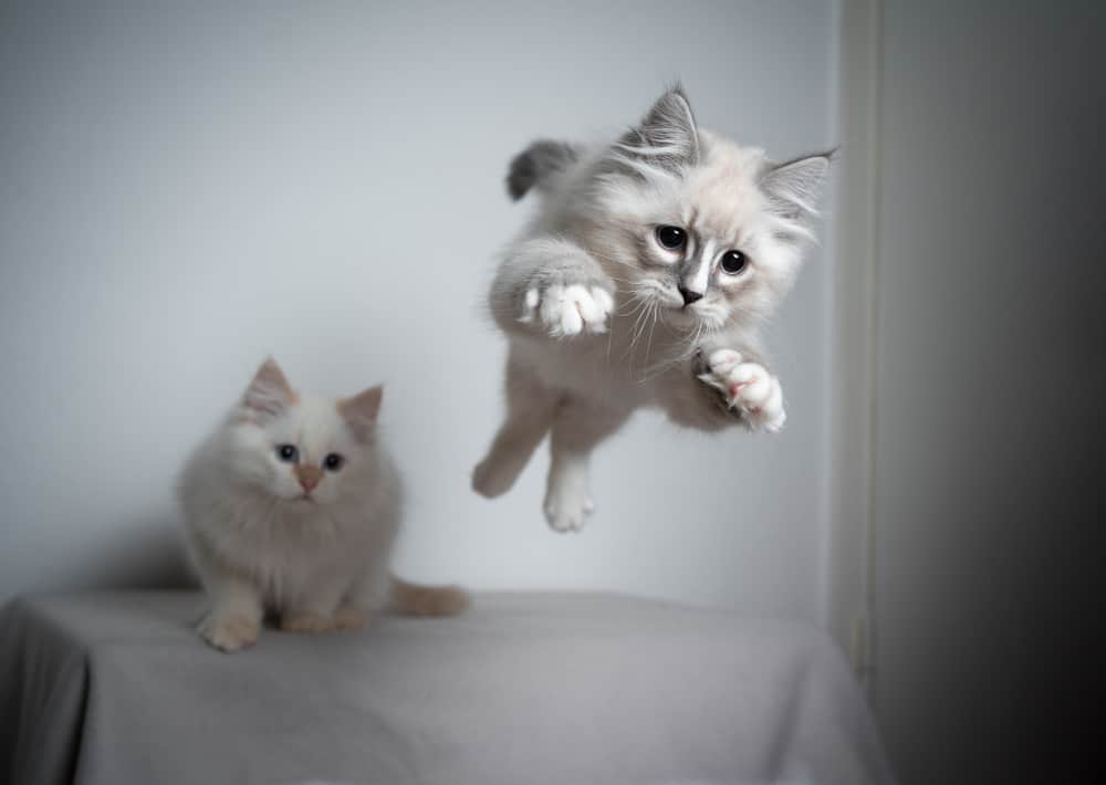 zıplayan yavru kedi