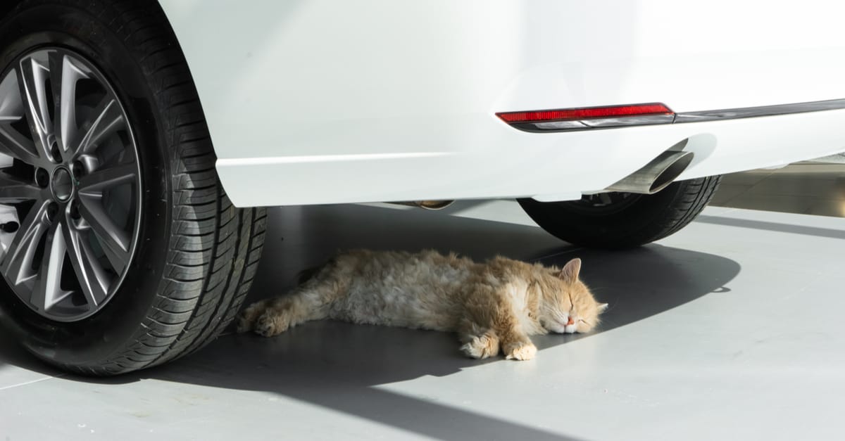 Arabanın altındaki kedi