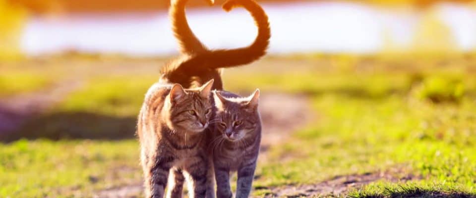 Kedilerin birbirinden hoşlandığı nasıl anlaşılır?