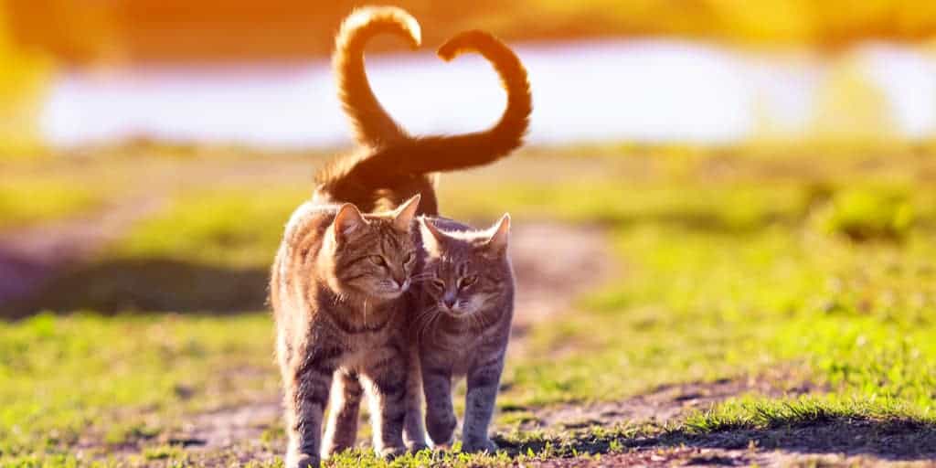 kediler kac yil yasar kedilerin ortalama omru petibom