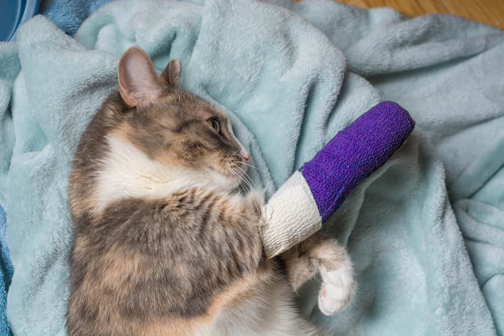 bacağı bandajlı kedi