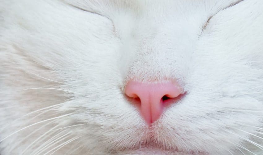 Kedilerin koku alma duyusu ile ilgili ilginç bilgiler