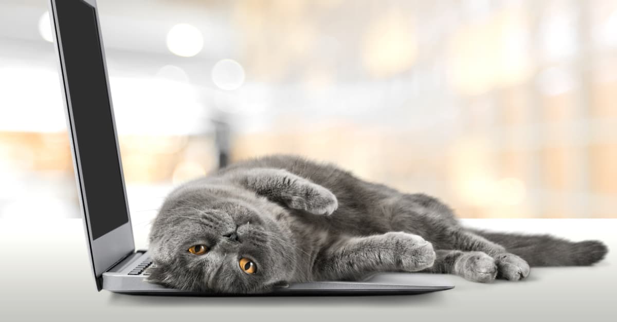 Bilgisayar üzerinde yatan kedi