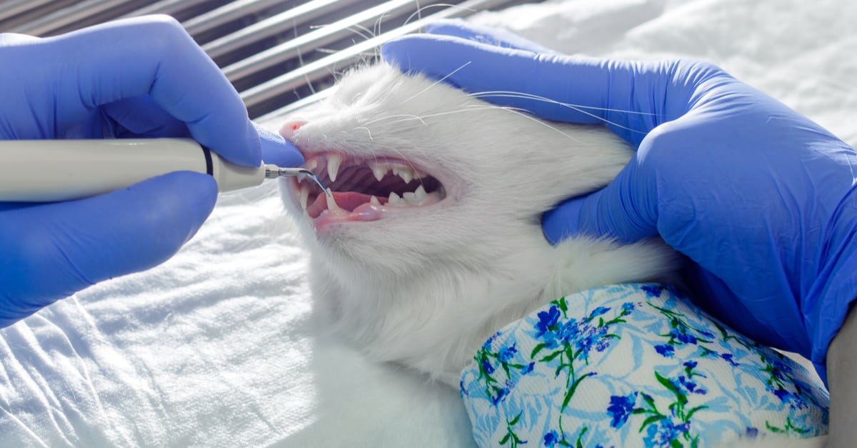 Dişleri çekilen kedi