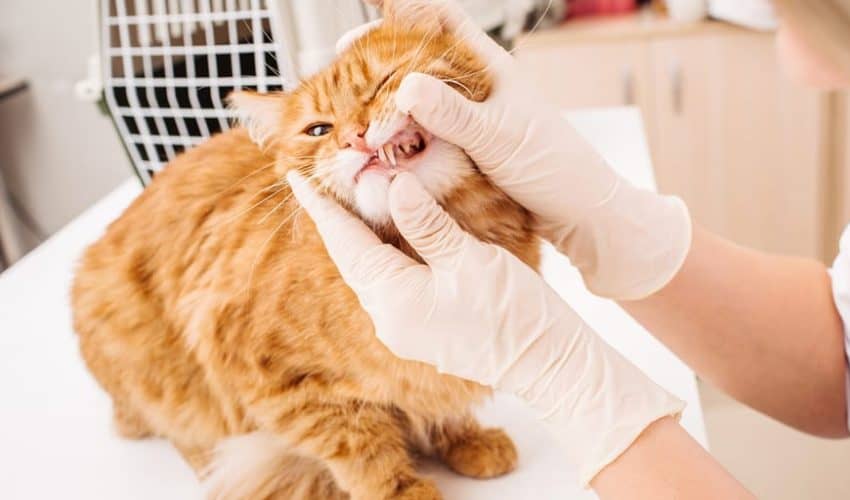 Kedilerde ağız iltihabı ve ülserler – Belirtileri ve nedenleri