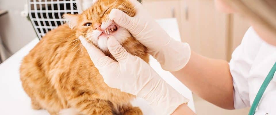Kedilerde ağız iltihabı ve ülserler – Belirtileri ve nedenleri