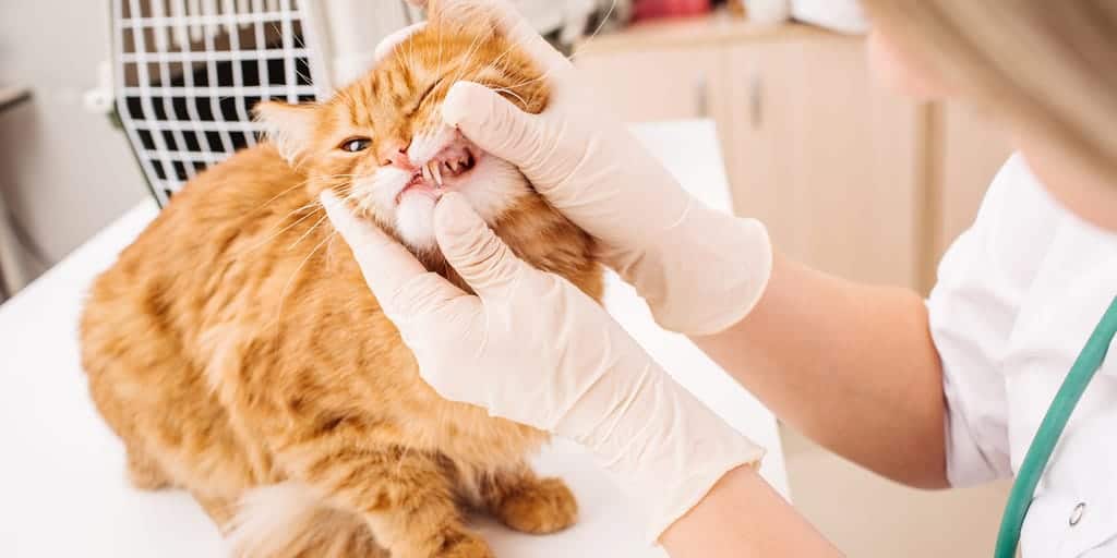 kedilerde agiz iltihabi ve ulserler belirtileri ve nedenleri petibom