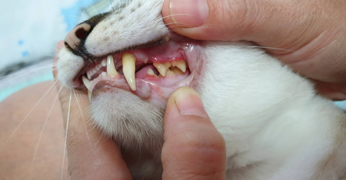 Dişlerine bakılan kedi