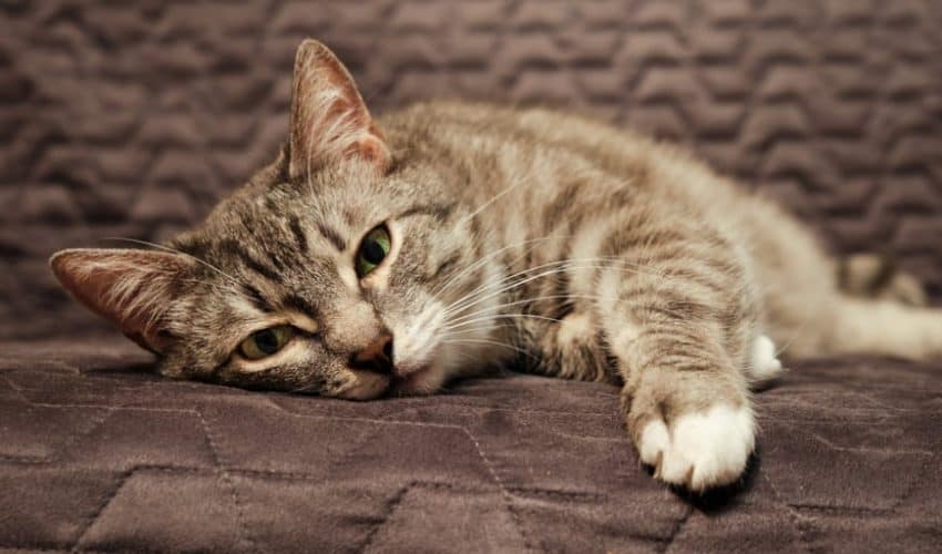 Kedilerde kansızlık anemi: Belirtileri, nedenleri ve tedavisi