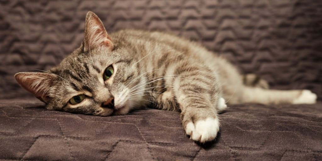 Kedilerde Kansizlik Anemi Belirtileri Nedenleri Ve Tedavisi Petibom