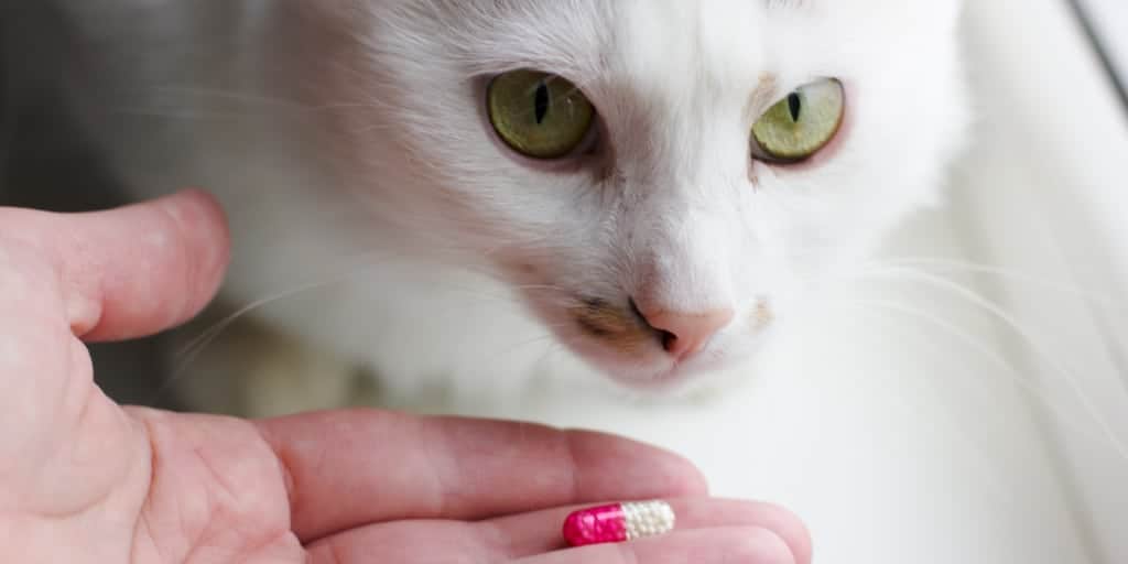 Bir Kediye Hap Nasıl Verilir? Kediye İlaç Nasıl İçirilir? Petibom